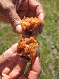 We did not find results for: Medlar The Best Fruit You Ve Never Heard Of Root Simple