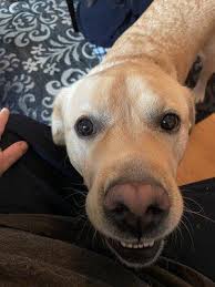 Gersten Law Offices, LLC, 75 N Main St, West Hartford, CT 06107, US