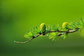 The natural beauty workshop blog features recipes, tips, and inspiration for experienced, professional beauty and personal care product manufacturers, soap makers, and aspiring artisans. Natural Beauty Part 2 Health And Healing Heavily Influences Formulations