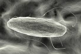 Enterica is the type species and is further divided into six subspecies that include over 2. Salmonella Test Time Cut To A Single Day By Researchers