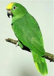 Dallas (now open) houston (fall 2021) work with us hai hospitality gift cards. Resultado De Imagen De Loro Parrot Pet Birds Parrot Pet