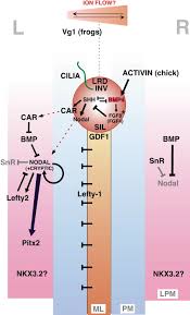 Mechanisms Of Left Right Asymmetry What S Right And What S Left Sciencedirect