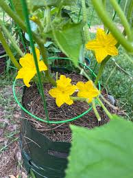 Image result for male flowers cucumber