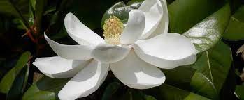 Louisiana State Flower The Magnolia Proflowers Blog Magnolia Grandiflora Southern Magnolia Magnolia