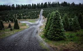 Cut your tree (we furnish the saw), or we cut it for you. Holiday Fun Riveted