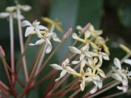 Image result for Ixora fastigiata