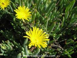 We did not find results for: Red Yellow And Pink Succulent Flowers