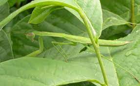 These products are available in distinct packaging to custom fit into your requirements. Insects And Diseases Of Pawpaw Trees