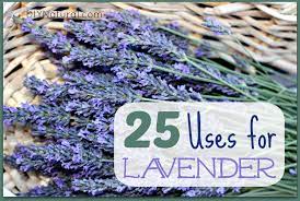 Lavender essential oil is obtained from the blossoms of the lavender plant through the process of steam distillation. Lavender Oil Uses And Ways To Use Dry Lavendar
