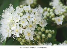 Image result for Myrtaceae