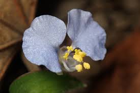Image result for Commelina triangulispatha