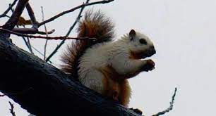 Piebald Squirrels Are A Real Thing Squirrel Mammals Animals