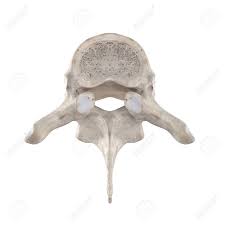T2 Thoracic Vertebra Isolated On White Top Superior View Stock Photo,  Picture And Royalty Free Image. Image 129968149.