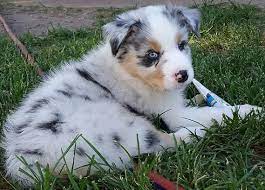 Look at pictures of australian shepherd puppies who need a home. Australian Shepherd Puppies For Sale In Texas Wild Wings Australian Shepherds Australian Shepherd Puppies Aussie Puppies Australian Shepherd