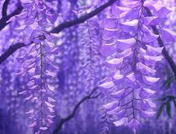 Purple Aesthetic Demon Slayer Purple Aesthetic Lavender Aesthetic Demon Aesthetic