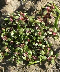 Image result for Elatinaceae