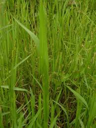 Image result for Blyxa hexandra