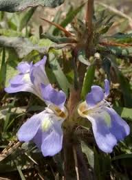 Image result for Moraea niassensis