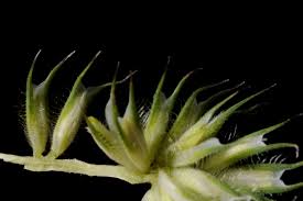 Image result for Urochloa semiundulata