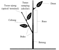 Rasio buah jambu biji merah (psidium guajava l.) dan buah apel hijau manalagi (mallus sylvestris mill.) terhadap mutu permen jelly. Https Www Pustaka Ut Ac Id Lib Wp Content Uploads Pdfmk Biol444703a M1 Pdf