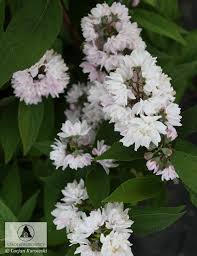 Image result for Deutzia hybrida Pink Pompon