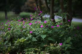 Maybe you would like to learn more about one of these? Mirabilis Jalapa Four O Clock Marvel Of Peru North Carolina Extension Gardener Plant Toolbox