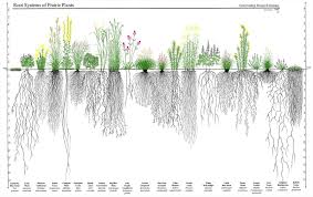 Prairie Roots Prairie Planting Prairie Garden Root Structure