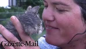 Rescuers Work Together for Over 33 Hours to Rescue a Tiny Kitten From a  Storm Drain Pipe