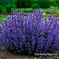 Intense blue flowers reach right down to the soil! Nepeta Cat S Pajamas Gardens Plus