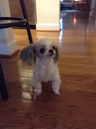 Black And White Papillon Shih Tzu Mix My Own Dog A Breed Called A Miki A Mix Of Japanese Chin Maltese And Papillon Miki Dog Designer Dogs Dogs