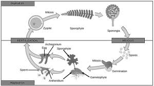Image result for Menisorus pauciflorus