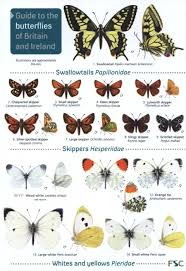Id Chart Butterflies Of Britain