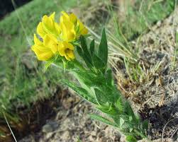 Image result for Lotononis laxa