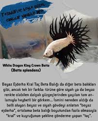 White is its color identity that gives nice appearance. Mucize Canlilar White Dragon King Crown Betta Betta Facebook