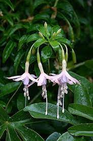 Fuchsia Magellanica Var Molinae Maiden S Blush Fuchsia Flowers Fuchsia Flower Fuchsia Plant