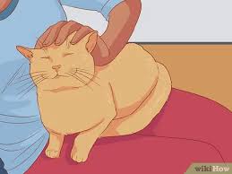 Recognizing and sorting out feelings can be a big help. 3 Ways To Cope After The Death Of A Pet Wikihow