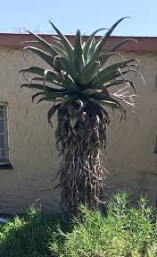 Image result for Aloe cameronii × greatheadii