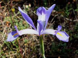 Iris Xiphium Spanish Iris