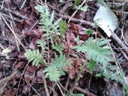 Tanaisie Un Repulsif Naturel Efficace Jardinage Bio Jardin Permaculture Conseil Jardinage