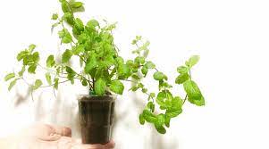 Repot 2 or 3 of the quarters in fresh soil and divide the remaining quarter to create several smaller root cuttings, each with at least one stem. How To Grow Mint From Seed In Indoor Pots