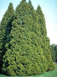 Buy cedar trees and bushes online with delivery right to your door. Thuja Occidentalis American Arborvitae White Cedar Van Den Berk Nurseries