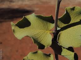 Image result for Psydrax locuples