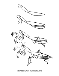 Free printable bug coloring pages for kids via bestcoloringpagesforkids.com. How To Draw Praying Mantis Coloring Page Coloringbay