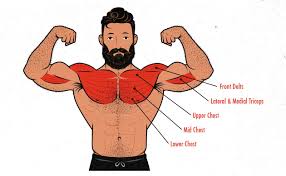 The chest anatomy includes the pectoralis major, pectoralis minor and the serratus anterior. The Bench Press Hypertrophy Guide Outlift