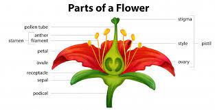 F Lower Parts Of A Flower Flower Prints Art Flower Names