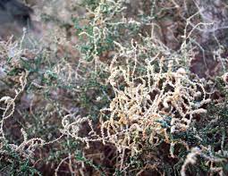 Image result for Lophiocarpus latifolius