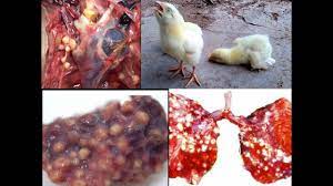 A review of the studies on aspergillosis in turkey poults at the national animal disease center include limited field studies, pathogenicity studies, and v. Aspergillosis In Poultry Youtube