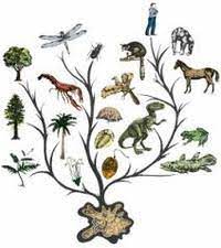 Descent with modification is the evolutionary mechanism that produces change in the genetic code of living organisms. Descent With Modification Biology Quiz Quizizz