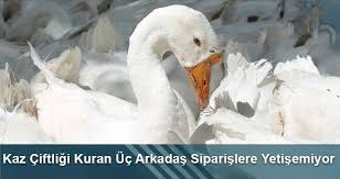 Kaz Ciftligi Kuran Uc Arkadas Siparislere Yetisemiyor 2020 Kuran Arkadaslar
