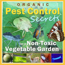 Organic pesticides are basically non chemical, plant/ animal oriented products, formulations & home remedies. Organic Pest Control Secrets For A Non Toxic Vegetable Garden Home Grown Fun